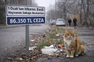 1 Ocak'tan itibaren evcil hayvanını sokağa terk edenlere 86.350 TL ceza uygulanacak. Yeni düzenlemenin detayları ve denetim süreci haberimizde.