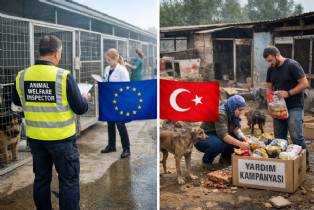 Avrupa'da Hayvan Refahı Kamu Politikası Olarak Yürütülüyor, Türkiye'de Gönüllü Çabalar Öne Çıkıyor