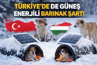 Macaristan'dan Örnek Uygulama: Sokak Köpekleri İçin Güneş Enerjili Sıcak Sığınaklar