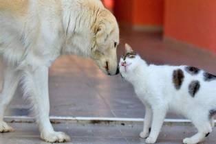 Sokak hayvanları için bakım merkezi kurma görevi belediyelere verildi ancak bütçe ayrılmadı. Toroslar Belediye Başkanı Abdurrahman Yıldız, yıllık 100 milyon lirayı bulan maliyetlere dikkat çekti.